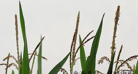 谷雨节气的习俗