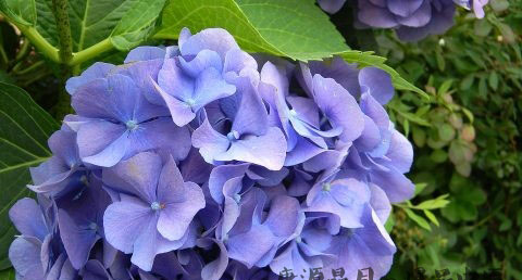 小暑节气代表什么