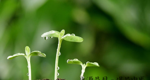 寒食节习俗