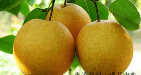 大寒养生的膳食