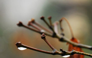 什么是梅雨 梅雨季节是什么意思