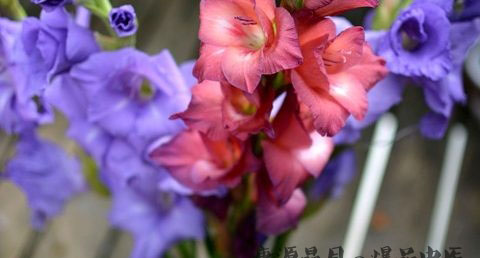 清明节奇葩祭品