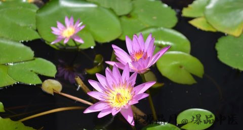小暑节气介绍