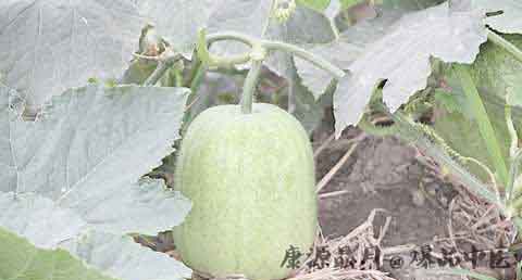 谷雨节气吃什么水果