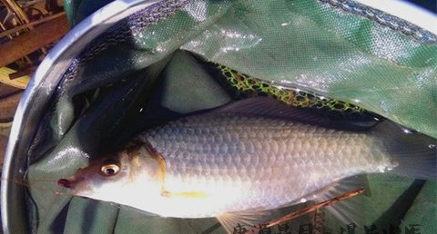 大雪节气后如何钓鱼