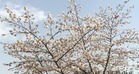 清明节吃青团的来历