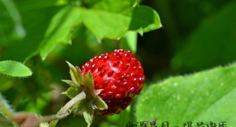 谷雨节气饮食文化