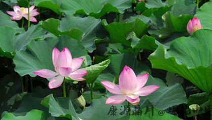 明天进入初伏第一天 养生保健要知道