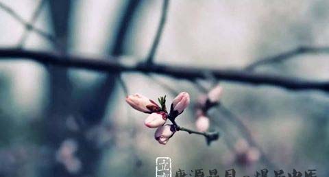立春怎么迎春