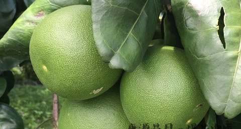 大寒时节吃什么最养生
