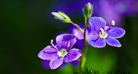 清明节吃什么肉好