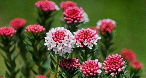 小暑节气起源