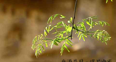 立春为什么要塑土牛