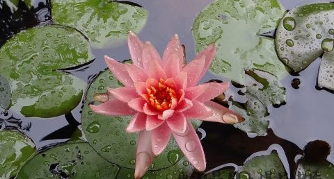 雨水节气温是多少