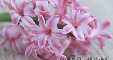父亲节送什么花好