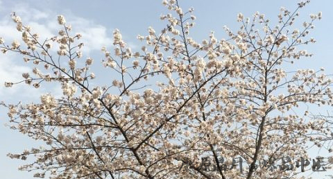 清明节吃什么饭