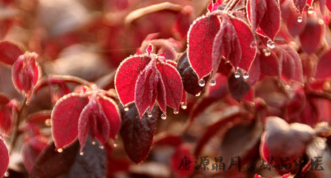 寒露的由来