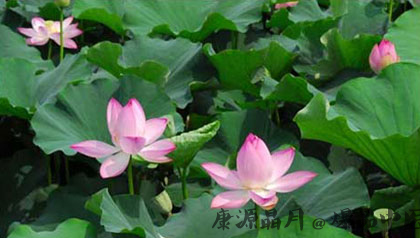 今年初伏是那天 初伏怎么计算