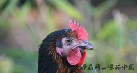 本命年带什么饰物好