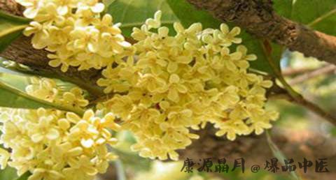 秋分吃桂花好吗