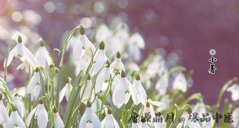 节气小暑是什么意思