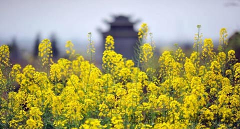 寒食节的风俗