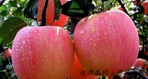 万圣节为什么要吃苹果