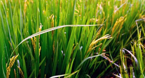 雨水节气与饮食的关系