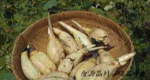 立冬吃鸡好吗