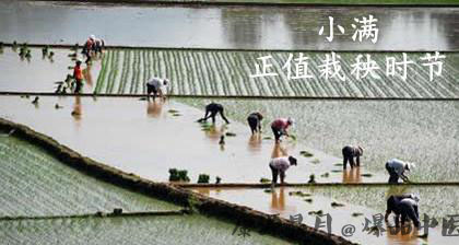 小满吃什么适宜养生