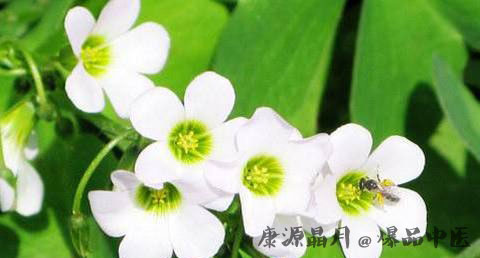 小暑是几月几日