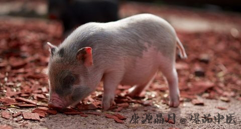 东北人过年吃什么
