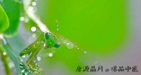 小暑是什么意思