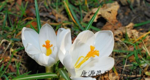 二月二龙抬头吃什么