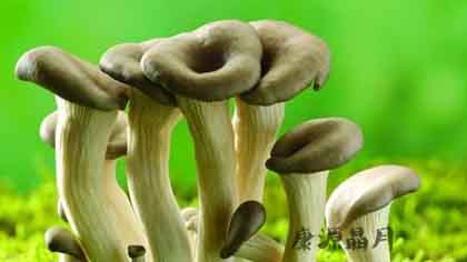 春季祛痘的食物有哪些