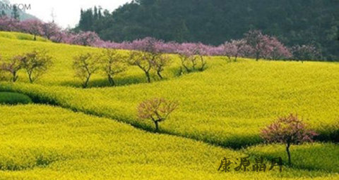 春季去火吃什么好