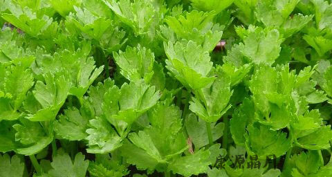 春季吃什么豆好