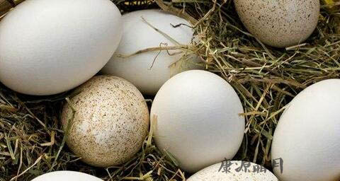 春天怎么吃鹅蛋