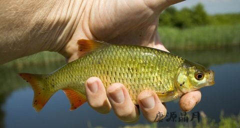 春天怎么钓鱼