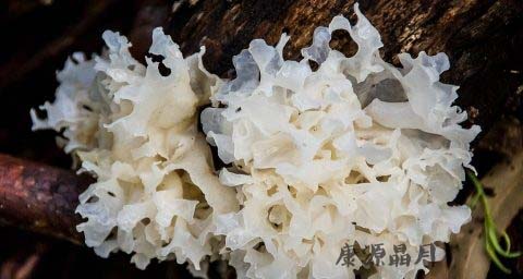 春天怎么吃银耳