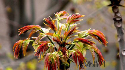 春天吃什么菜好 12种蔬菜推荐