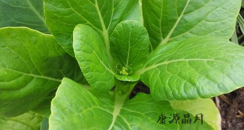中医春季养生理论