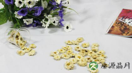 春天喝菊花茶好吗
