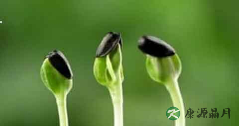 春天怎么降火