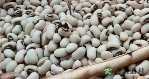 春季吃白豆的好处