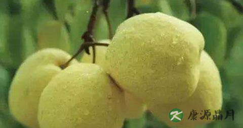 春季宝宝吃什么去火