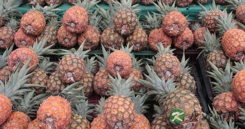 春季吃菠萝好吗
