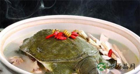 春季吃甲鱼的做法