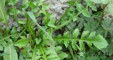 春季适合吃什么青菜