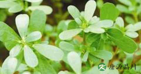 适合春季吃的野菜有哪些